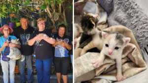 Illustration : "Un couple détruit sa maison pour sauver des chatons en détresse, provoquant une mobilisation solidaire de ses voisins"