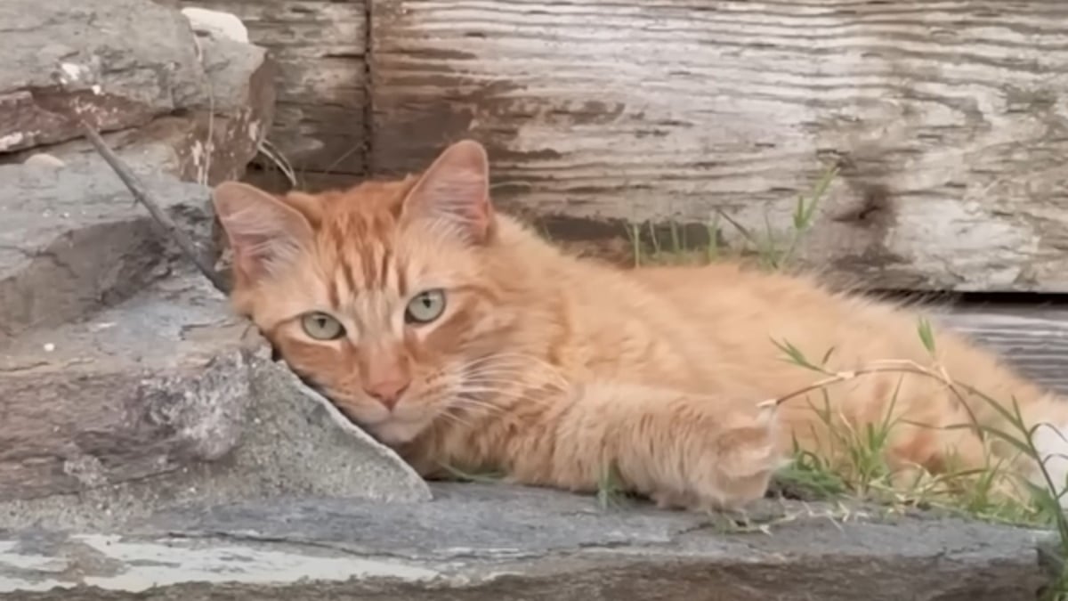Illustration : "Ce chat de refuge n'osait pas découvrir le monde extérieur jusqu'à ce que son adoptant emménage dans une maison avec jardin (vidéo)"