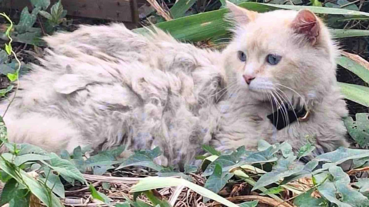 Illustration : "Blessé, épuisé et en manque de soins, ce chat qui attendait seul dans un jardin veut désormais « être ami avec tout le monde »"