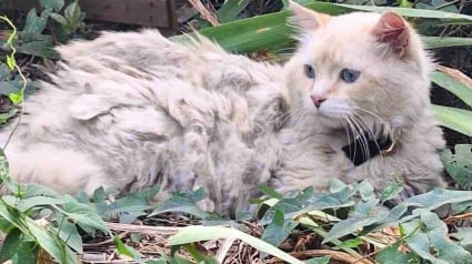 Illustration : Bless&eacute;, &eacute;puis&eacute; et en manque de soins, ce chat qui attendait seul dans un jardin veut d&eacute;sormais &laquo; &ecirc;tre ami avec tout le monde &raquo;