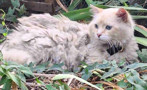Blessé, épuisé et en manque de soins, ce chat qui attendait seul dans un jardin veut désormais « être ami avec tout le monde »