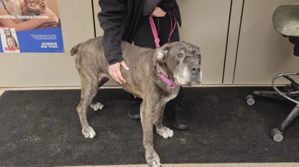 Illustration : Elle se nourrissait de d&eacute;chets dans la rue, aujourd'hui cette chienne &acirc;g&eacute;e dont personne ne voulait peut savourer de vrais repas