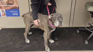 Illustration : Elle se nourrissait de déchets dans la rue, aujourd'hui cette chienne âgée dont personne ne voulait peut savourer de vrais repas