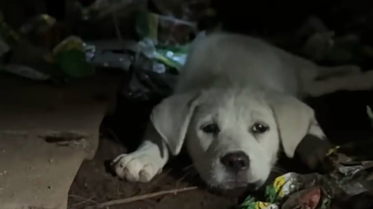 Illustration : "Une femme se précipite dans une décharge pour sauver un chiot face à une pelleteuse, mais en découvre 3 autres au milieu des détritus (vidéo)"