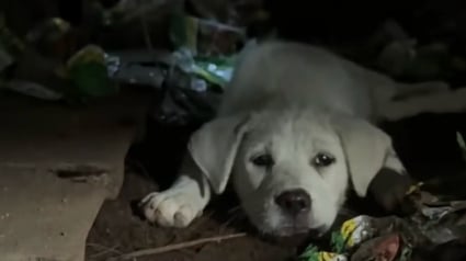 Illustration : Une femme se pr&eacute;cipite dans une d&eacute;charge pour sauver un chiot face &agrave; une pelleteuse, mais en d&eacute;couvre 3 autres au milieu des d&eacute;tritus (vid&eacute;o)