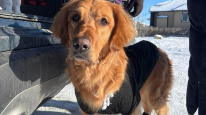 Illustration : Trouv&eacute;e attach&eacute;e dans le froid avec son sac de m&eacute;dicaments, cette chienne malade suscite une vague de solidarit&eacute; pour l&rsquo;aider &agrave; s'en remettre