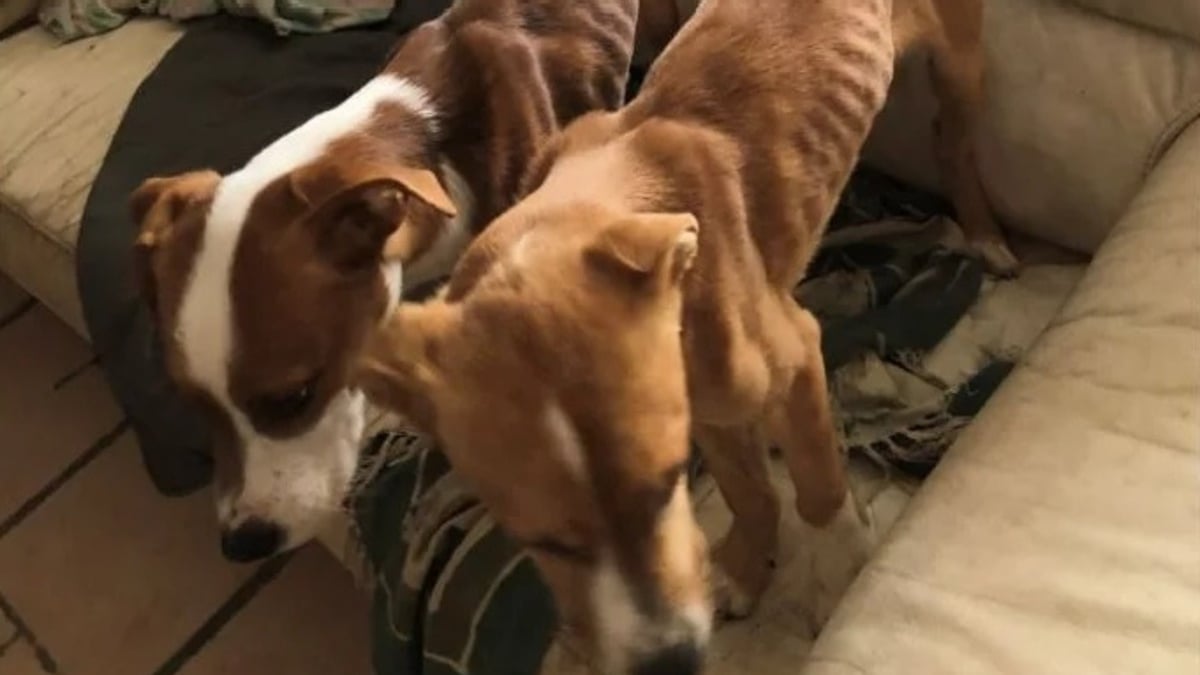 Illustration : "Sur un balcon étroit, 2 chiens affamés subissaient les coups et le froid jusqu'à l'arrivée d'une aide inespérée"