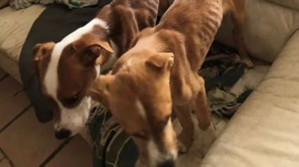 Illustration : Sur un balcon &eacute;troit, 2 chiens affam&eacute;s subissaient les coups et le froid jusqu'&agrave; l'arriv&eacute;e d'une aide inesp&eacute;r&eacute;e