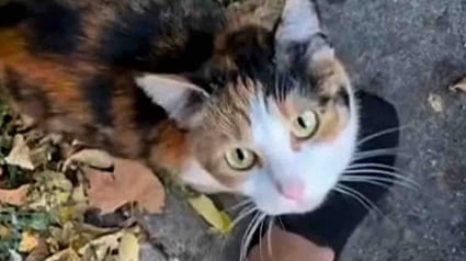 Illustration : D&eacute;sireuse d'en finir avec l'errance et la solitude, cette chatte miaule constamment pour demander de l'aide aux passants