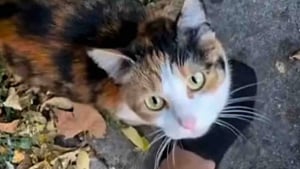 Illustration : Désireuse d'en finir avec l'errance et la solitude, cette chatte miaule constamment pour demander de l'aide aux passants