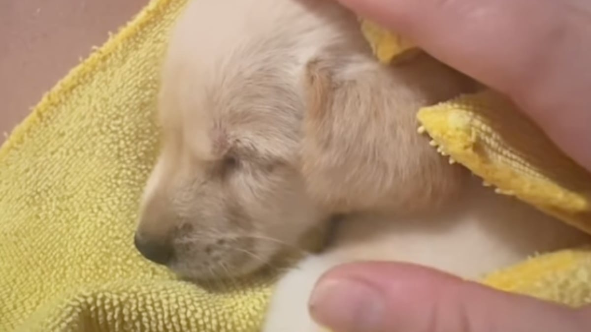 Illustration : "« J'ai passé d'innombrables nuits blanches à m'inquiéter pour elle », une femme sauve un chiot d’un mois et lui offre un avenir (vidéo)"
