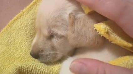 Illustration : &laquo; J'ai pass&eacute; d'innombrables nuits blanches &agrave; m'inqui&eacute;ter pour elle &raquo;, une femme sauve un chiot d&rsquo;un mois et lui offre un avenir (vid&eacute;o)