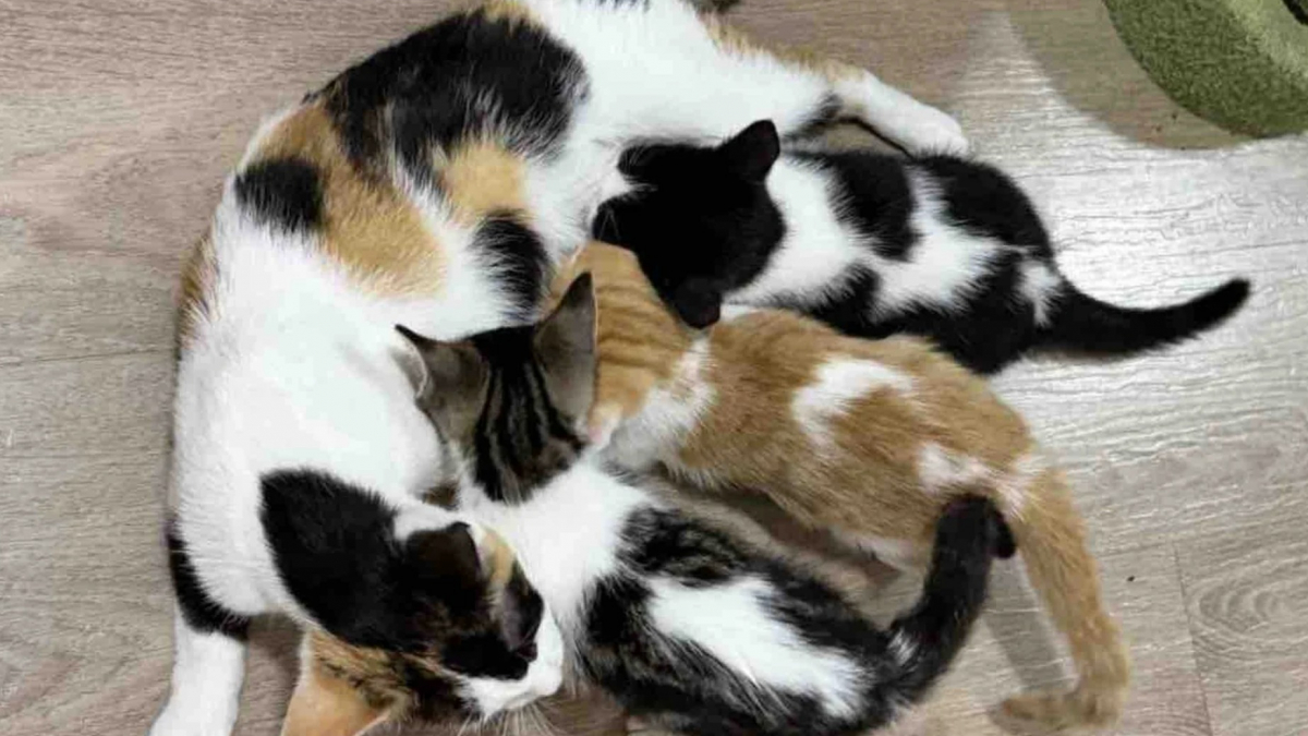 Illustration : "Grâce à leurs dons de sang, 2 chats sauvent la vie de chatons dans un état critique et leur offrent une seconde chance"