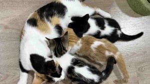 Illustration : Grâce à leurs dons de sang, 2 chats sauvent la vie de chatons dans un état critique et leur offrent une seconde chance