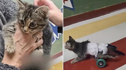 Illustration : Un chaton paralys&eacute;, condamn&eacute; &agrave; ne jamais remarcher, retrouve sa mobilit&eacute; gr&acirc;ce &agrave; des &eacute;tudiants en ing&eacute;nierie d&eacute;vou&eacute;s (vid&eacute;o)