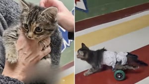 Illustration : Un chaton paralysé, condamné à ne jamais remarcher, retrouve sa mobilité grâce à des étudiants en ingénierie dévoués (vidéo)