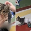Illustration : Un chaton paralys&eacute;, condamn&eacute; &agrave; ne jamais remarcher, retrouve sa mobilit&eacute; gr&acirc;ce &agrave; des &eacute;tudiants en ing&eacute;nierie d&eacute;vou&eacute;s (vid&eacute;o)