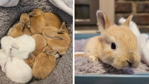 Illustration : "Des bénévoles et un hôtel à lapins travaillent ensemble pour sauver 8 lapereaux nouveau-nés sur le point d'être noyés car jugés « indésirables » (vidéo)"