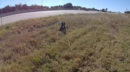Illustration : "Il me faisait comprendre qu'il avait peur", un policier s&rsquo;agenouille pour rassurer un chien bless&eacute; au bord d'une autoroute