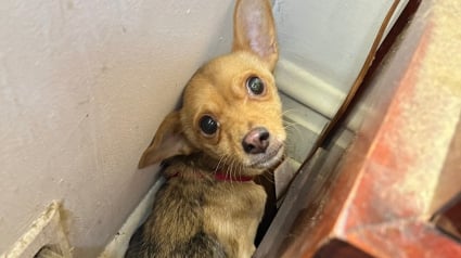 Illustration : Un policier retrouve un chiot terrifi&eacute; dans une maison abandonn&eacute;e et s&rsquo;assure qu&rsquo;il re&ccedil;oive une seconde chance de bonheur