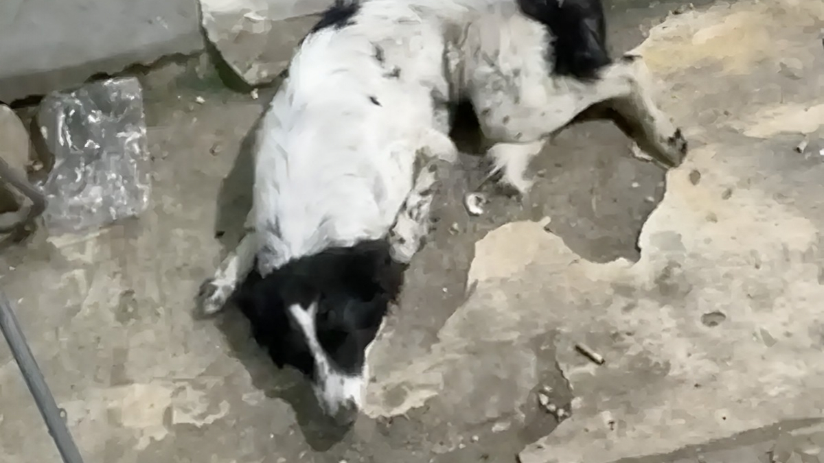 Illustration : "Une chienne abandonnée git immobile dans la rue, une bénévole venue à son secours craint d'être arrivée trop tard mais la voit bouger"