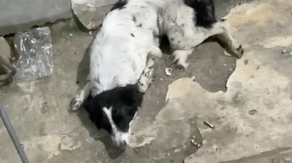 Illustration : Une chienne abandonn&eacute;e git immobile dans la rue, une b&eacute;n&eacute;vole venue &agrave; son secours craint d'&ecirc;tre arriv&eacute;e trop tard mais la voit bouger