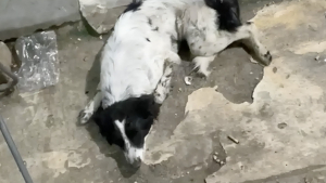 Illustration : Une chienne abandonnée git immobile dans la rue, une bénévole venue à son secours craint d'être arrivée trop tard mais la voit bouger