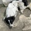 Illustration : Une chienne abandonn&eacute;e git immobile dans la rue, une b&eacute;n&eacute;vole venue &agrave; son secours craint d'&ecirc;tre arriv&eacute;e trop tard mais la voit bouger