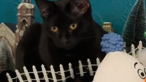 Illustration : Ce chat noir prêt à tout pour détourner sa propriétaire de ses activités préférées décide d'envahir son mini village de Noël (vidéo)