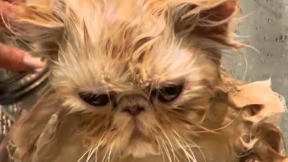 Illustration : "Le regard sévère et le miaulement de dépit de ce chat lavé par sa maîtresse en disent long sur ce qu'il pense du bain (vidéo)"