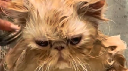 Illustration : Le regard s&eacute;v&egrave;re et le miaulement de d&eacute;pit de ce chat lav&eacute; par sa ma&icirc;tresse en disent long sur ce qu'il pense du bain (vid&eacute;o)