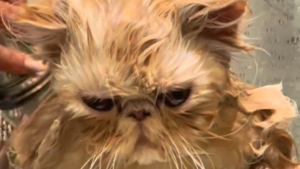 Illustration : Le regard sévère et le miaulement de dépit de ce chat lavé par sa maîtresse en disent long sur ce qu'il pense du bain (vidéo)