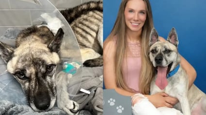 Illustration : Si affam&eacute; qu'il mangeait des ordures, ce chien crois&eacute; Berger Allemand de 8 kg trouve enfin s&eacute;curit&eacute; et r&eacute;confort apr&egrave;s un long combat pour survivre