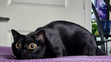 Illustration : 15 chats sp&eacute;cialistes de l&rsquo;attaque furtive&hellip; ou presque