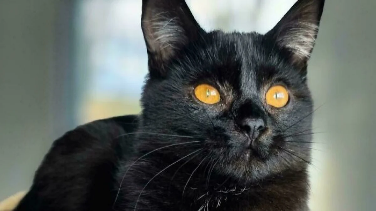 Illustration : "11 photos de félins tout juste adoptés pour vous convaincre de craquer pour un chat noir"