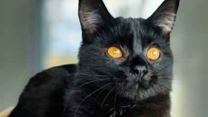 Illustration : 11 photos de f&eacute;lins tout juste adopt&eacute;s pour vous convaincre de craquer pour un chat noir