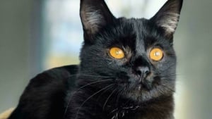 Illustration : "11 photos de félins tout juste adoptés pour vous convaincre de craquer pour un chat noir"