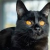 Illustration : 11 photos de f&eacute;lins tout juste adopt&eacute;s pour vous convaincre de craquer pour un chat noir