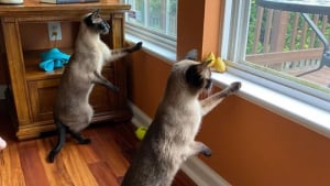 Illustration : "10 paires de chats si identiques qu’il est difficile de les différencier"