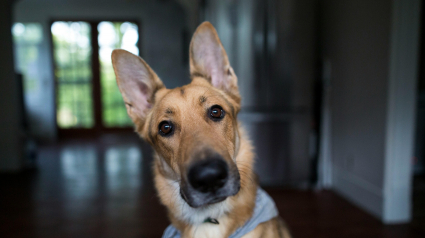 Illustration : 11 conseils pour prendre soin des oreilles de votre chien  