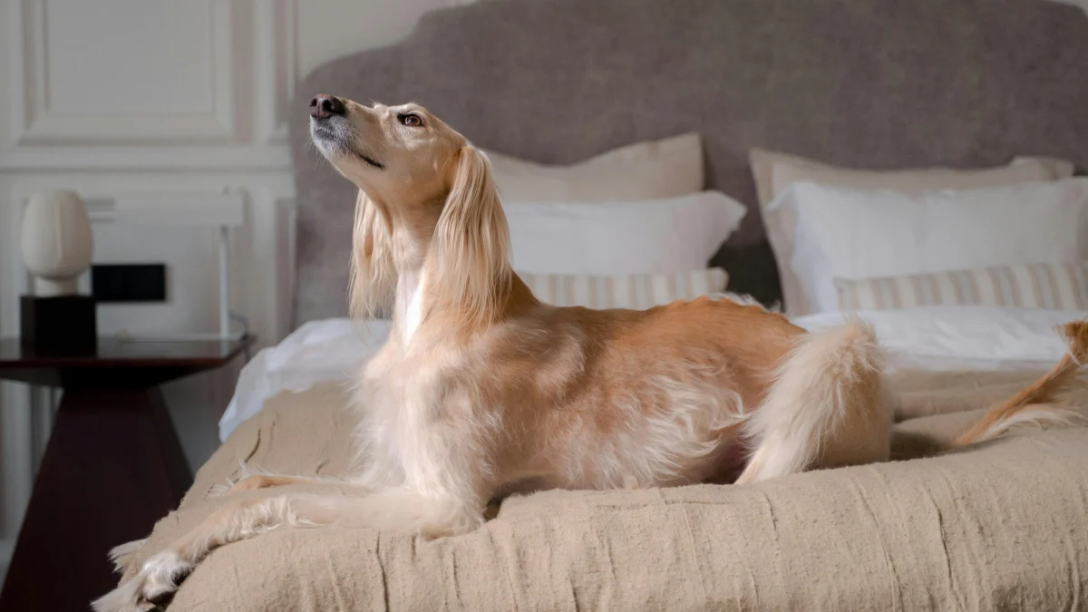 Illustration : "8 races de chiens parmi les plus anciennes au monde "