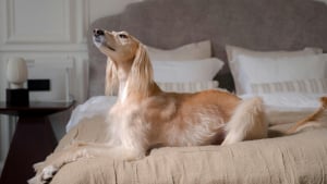 Illustration : 8 races de chiens parmi les plus anciennes au monde 