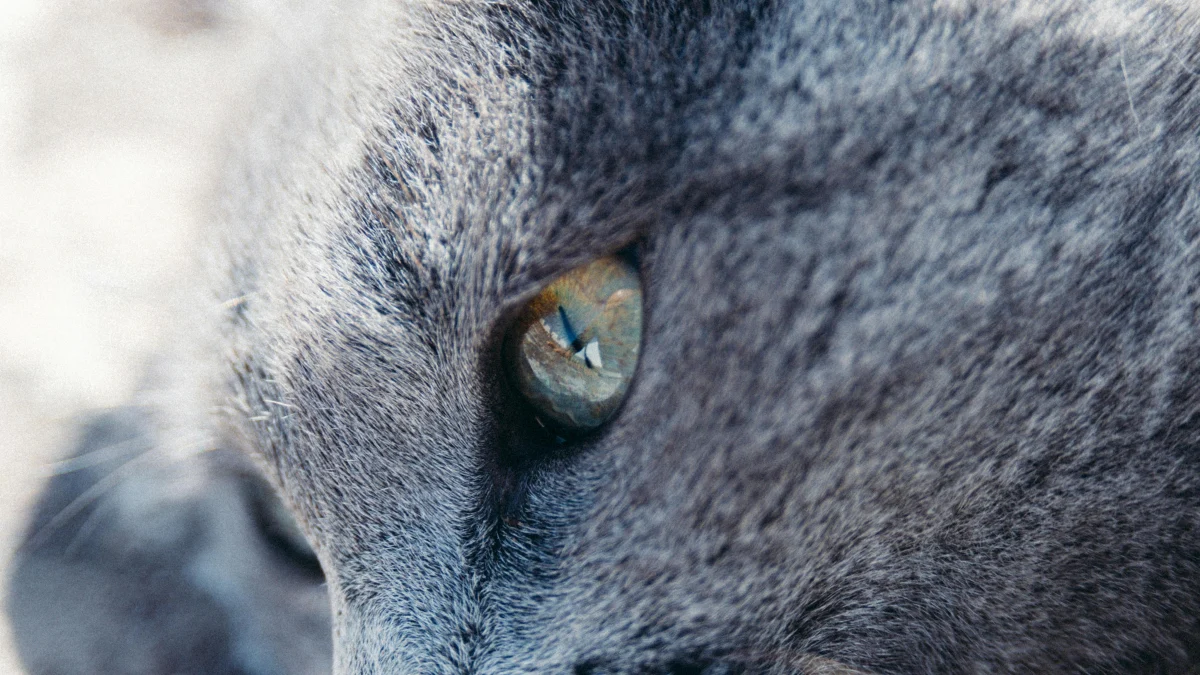 Illustration : "7 preuves que votre chat prévoit la pleine domination de votre foyer"