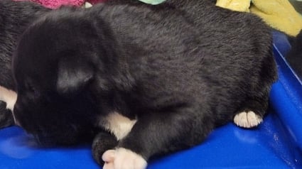 Illustration : Enterré vivant avec ses 5 frères et soeurs, un chiot se bat pour rester en vie et être l'unique témoin de cet acte inqualifiable