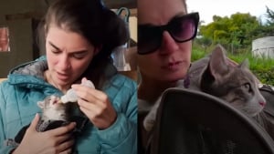 Illustration : Elle découvre un minuscule chaton dans sa chambre d'hôtel et comprend vite qu'elle ne pourra plus se passer de lui malgré sa vie de globe-trotter