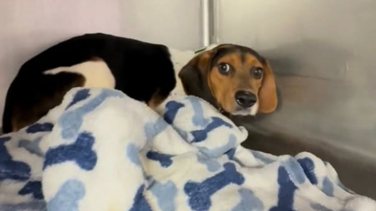 Illustration : "« Il a choisi le courage », un chien en famille d’accueil surmonte enfin sa peur du contact humain (vidéo)"