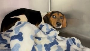 Illustration : « Il a choisi le courage », un chien en famille d’accueil surmonte enfin sa peur du contact humain (vidéo)