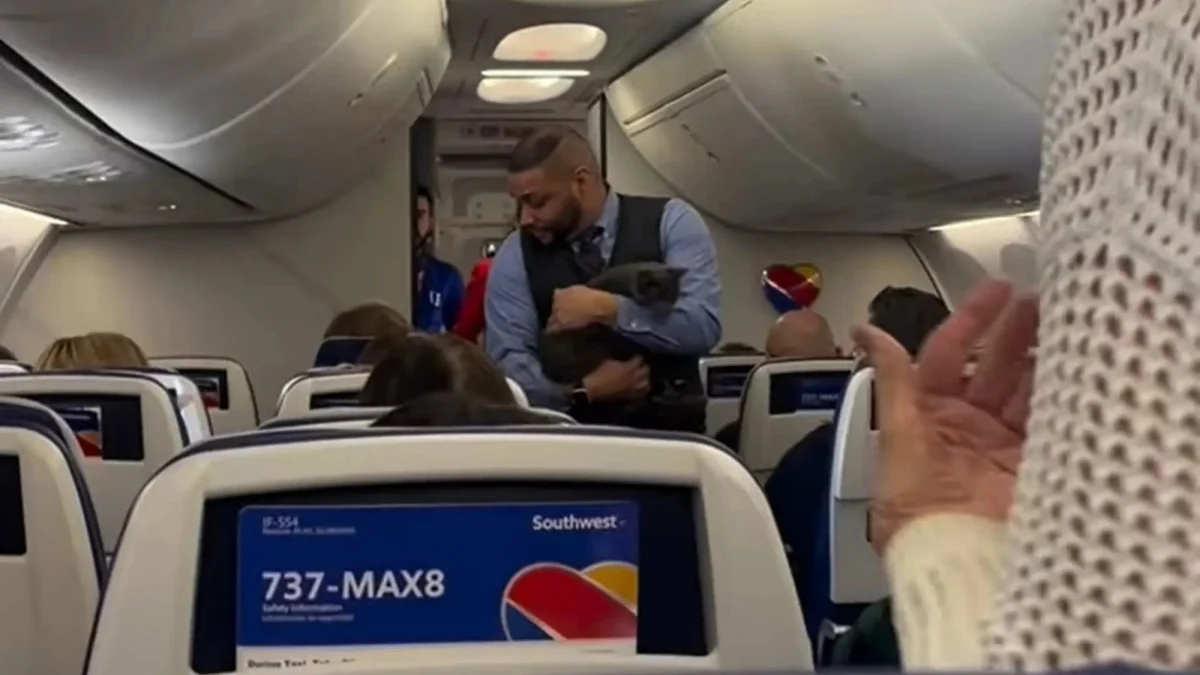 Illustration : "Un chat espiègle s’échappe dans un avion bondé et s’invite dans la vérification de sécurité du steward (vidéo)"