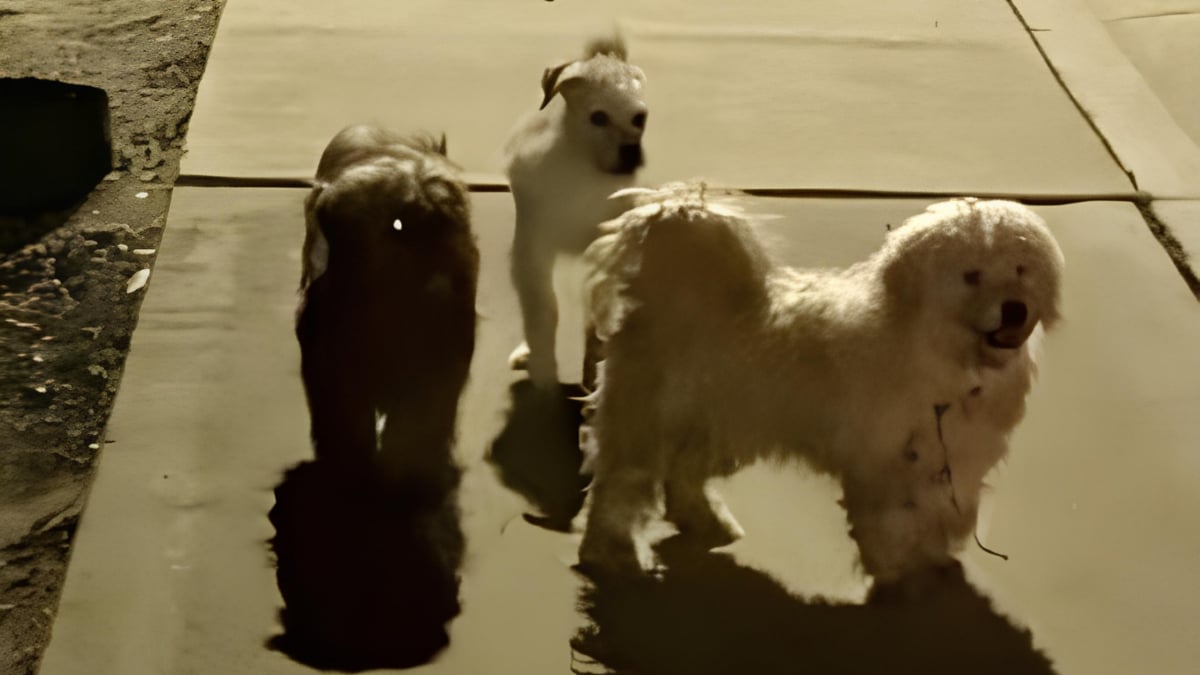 Illustration : "« Les miracles se produisent encore », une femme sauve 3 chiens abandonnés et découvre que l’un d’eux cachait un secret (vidéo)"