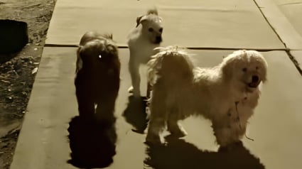 Illustration : &laquo; Les miracles se produisent encore &raquo;, une femme sauve 3 chiens abandonn&eacute;s et d&eacute;couvre que l&rsquo;un d&rsquo;eux cachait un secret (vid&eacute;o)